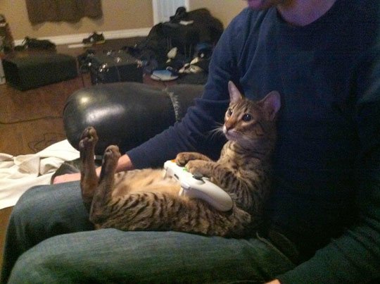 Cat Xbox Controller