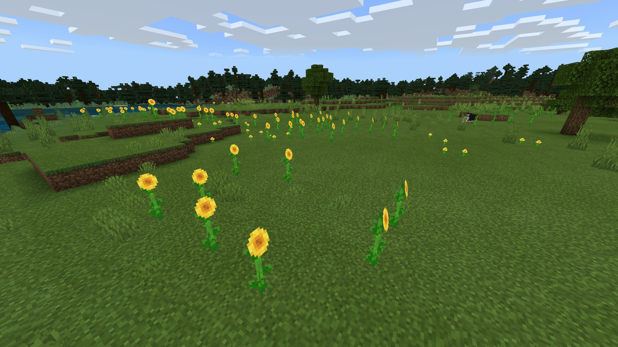 Sunflowers face the sun