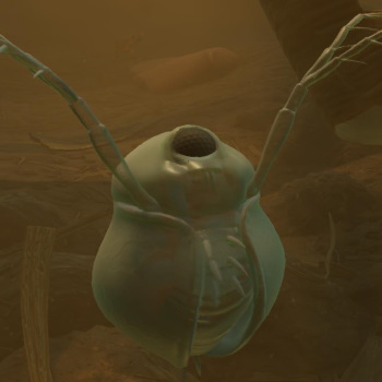 Grounded Screenshot Water Flea Cropped