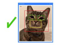 Microsoft brings feline facial recognition to pet doors
